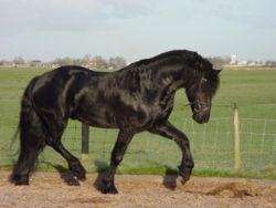 A Black Friesian Horse