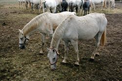 The Famouse Lipizzan