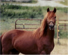 A Morgan Riding Horse