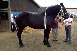 A Percheron