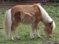 A Shetland Pony