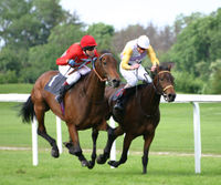 Racing Thoroughbred's