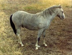 A Welsh Pony